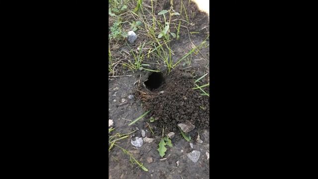 Идём на дачу, а тут... смотреть онлайн