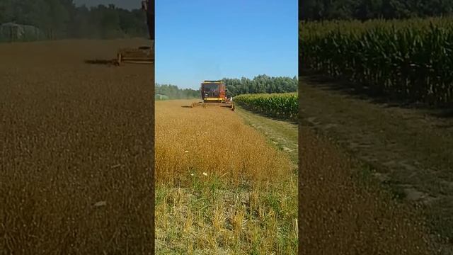 Teko Farm Black Seed Nigella Sativa #4 смотреть онлайн