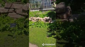 Махровая сирень. Выбираем сорт сирени в парке Ботанического сада Санкт-Петербурга 30 мая 2021 года