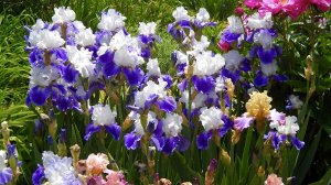 КАРЛИКОВЫЕ БОРДЮРНЫЕ ИРИСЫ. ВЕСЕННИЙ ИРИДАРИЙ. Iris pumila/Beautiful spring garden. Дачный креатив.