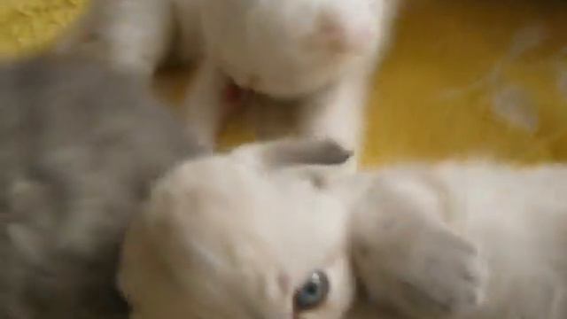 Котята шотландские 25.07.2012 смотреть онлайн