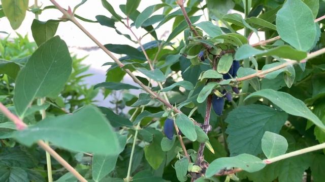 Жимолость поспела) сорт «Карина» смотреть онлайн