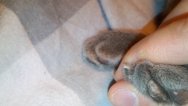 Проверяю когти у котенка смотреть онлайн