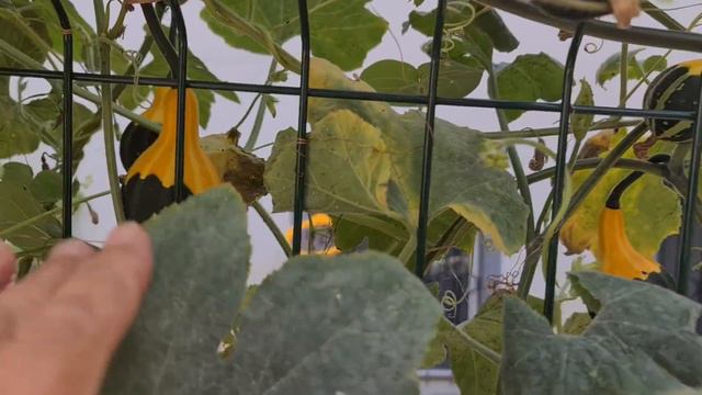 Assolistler En Son Çıkar: Efsane Çiçeklerim | Hardy Hibiscus, Mercan Ağacı (Erythrina Crista Galli) смотреть онлайн