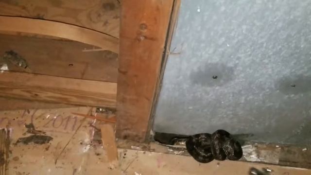 Found an unwelcomed visitor in the storage bldg/workshop! смотреть онлайн
