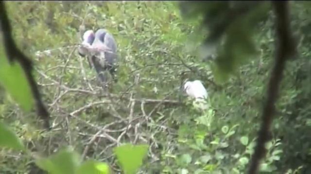 caméra CANON FS305 : 2010 смотреть онлайн