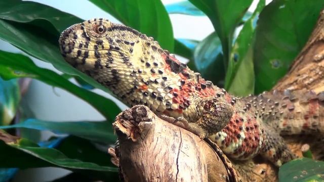Chinese Crocodile Lizard - Shinisaurus crocodilurus смотреть онлайн