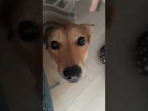 Как выглядит кусь)) #shorts #собаки #смешные