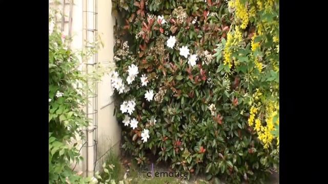 Clématite Ice Blue™ 'Evipo003' by clematite.net - Spécialiste des plantes de jardin смотреть онлайн