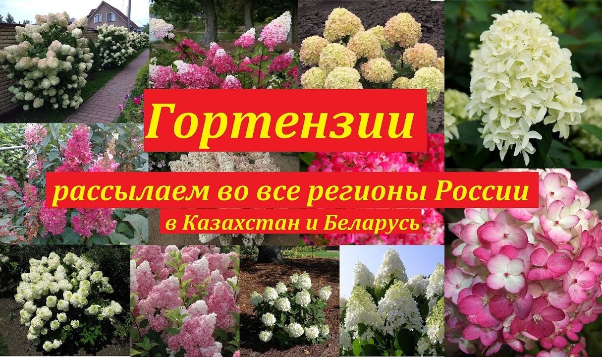 Гортензии метельчатые, древовидные и др. Рассылка во все регионы России, Казахстан и Беларусь. смотреть онлайн
