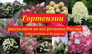 Гортензии метельчатые, древовидные и др. Рассылка во все регионы России, Казахстан и Беларусь.