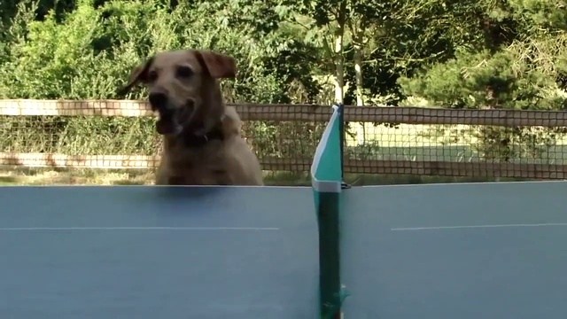 Судья следит за игрой смотреть онлайн