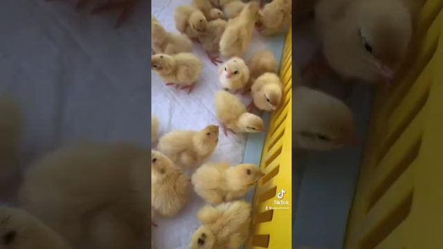 Техасский Белый перепел смотреть онлайн