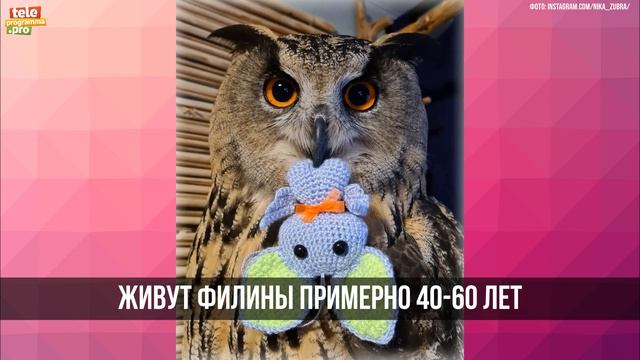 Как живет домашняя сова Йоль смотреть онлайн