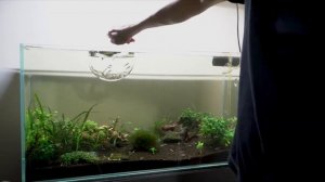 Какие аквариумные рыбы едят водоросли в аквариуме. 10 водорослеедов для аквариума. Против водоросле