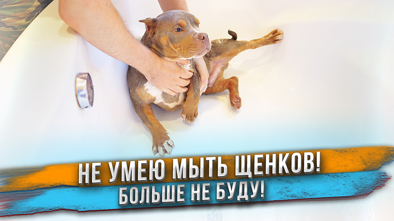 С меня хватит! Последний раз мою щенка! Не справляюсь! смотреть онлайн