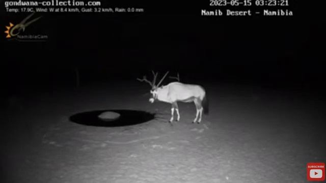 Антилопа Орикс против трёх гиен смотреть онлайн