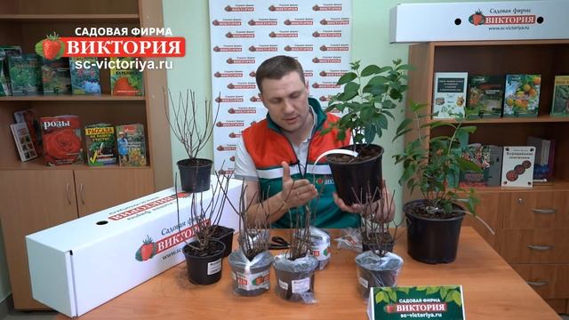 Гортензия метельчатая, древовидная и крупнолистная, обзор посадочного материала. смотреть онлайн