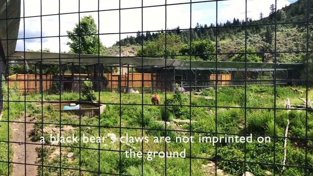 BC Wildlife Park near Kamloops, British Columbia, Canada | Путешествуем по Канаде | ПО РУССКИ смотреть онлайн