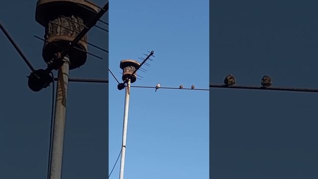 Новоселье? смотреть онлайн