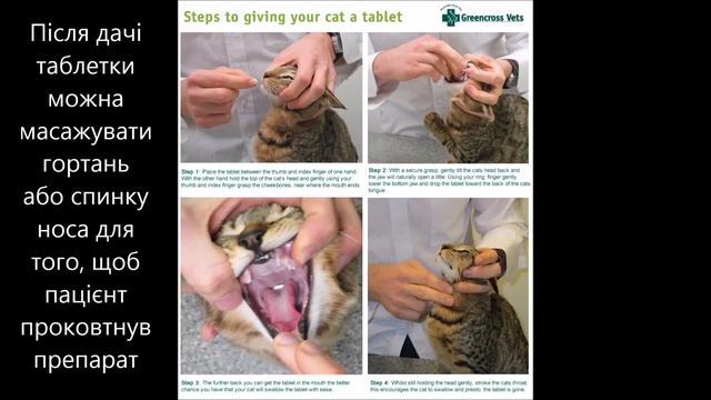 Як дати таблетку коту або собаці