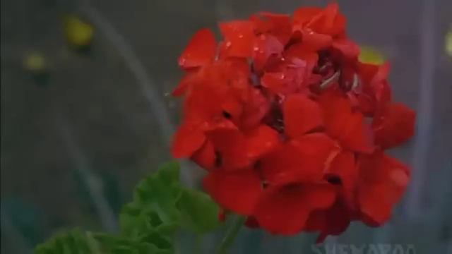 Gaata Rahe Mera Dil (Guide) смотреть онлайн