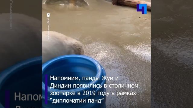 В Московском зоопарке панда Жуи получила необычную игрушку смотреть онлайн