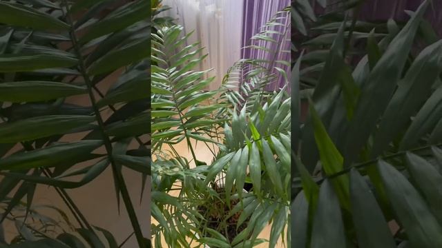 Хамедорея, уход за пальмой#цветы#комнатныерастения#shorts смотреть онлайн