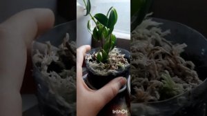 Уход за цветком Нематантус Или Золотая Рыбка..?