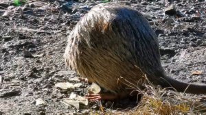 Мариуполь В Кальчике поселились Нутрии и Лебедь? 2021 ноябрь