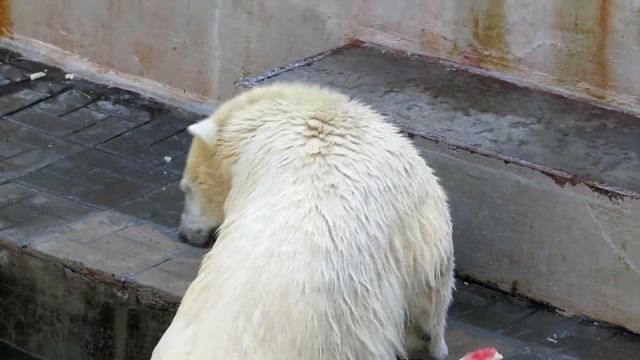 Герда и Ростик. Новосибирский зоопарк. смотреть онлайн