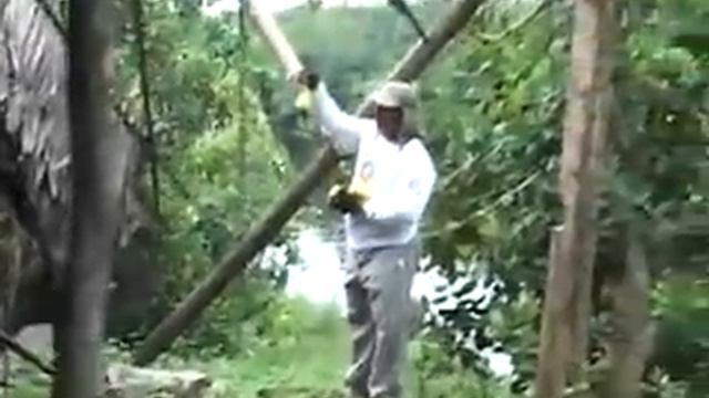 Trophy Quest Sportscast - Amazon Cashew Tree смотреть онлайн