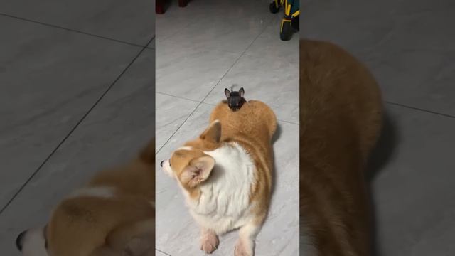 #meme #memes смотреть онлайн