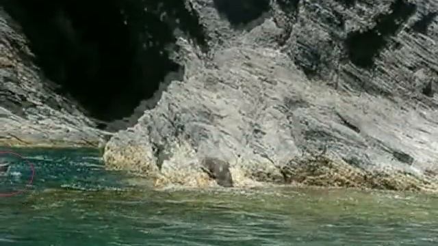 Copy of Shark viewing by sea kayak смотреть онлайн
