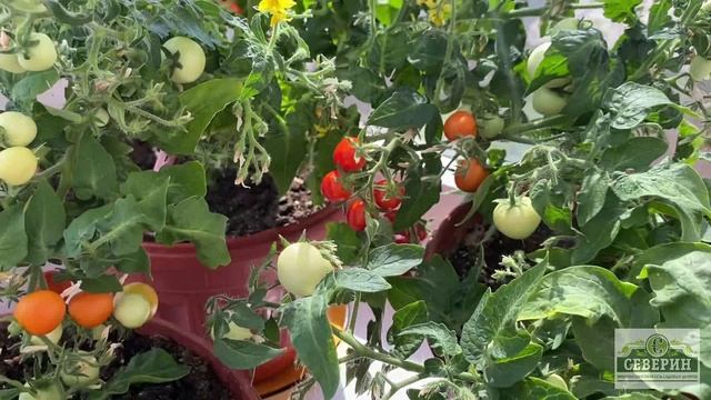 ТОМАТ БОНСАЙ смотреть онлайн