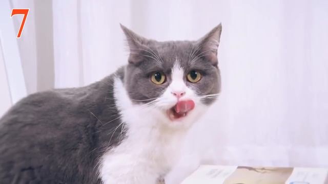 14 ПОЛЕЗНЫХ АЛИЭКСПРЕСС ТОВАРОВ ДЛЯ ПИТОМЦЕВ (2019) | АКСЕССУАРЫ И ГАДЖЕТЫ ДЛЯ СОБАК И КОШЕК смотреть онлайн