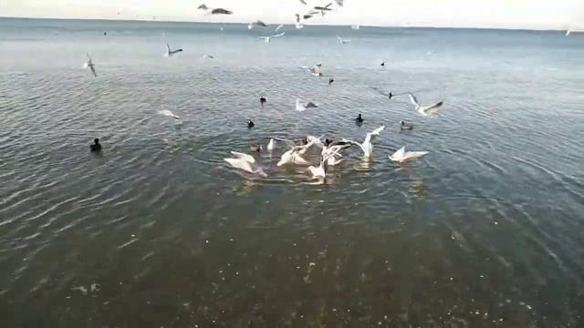 Анапа. Семья моржей. купаются все ?. От малышей до дедушек. Высокий берег. смотреть онлайн