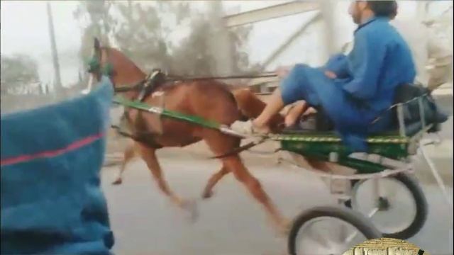 Pindi Champion Bacha Horse Race Try смотреть онлайн