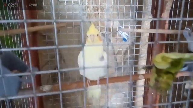 КАК ОТУЧИТЬ ЩИПАТЬСЯ И НОВЫЙ ОБИТАТЕЛЬ ДАЧНЫХ МЕСТ 30.04.2021 смотреть онлайн