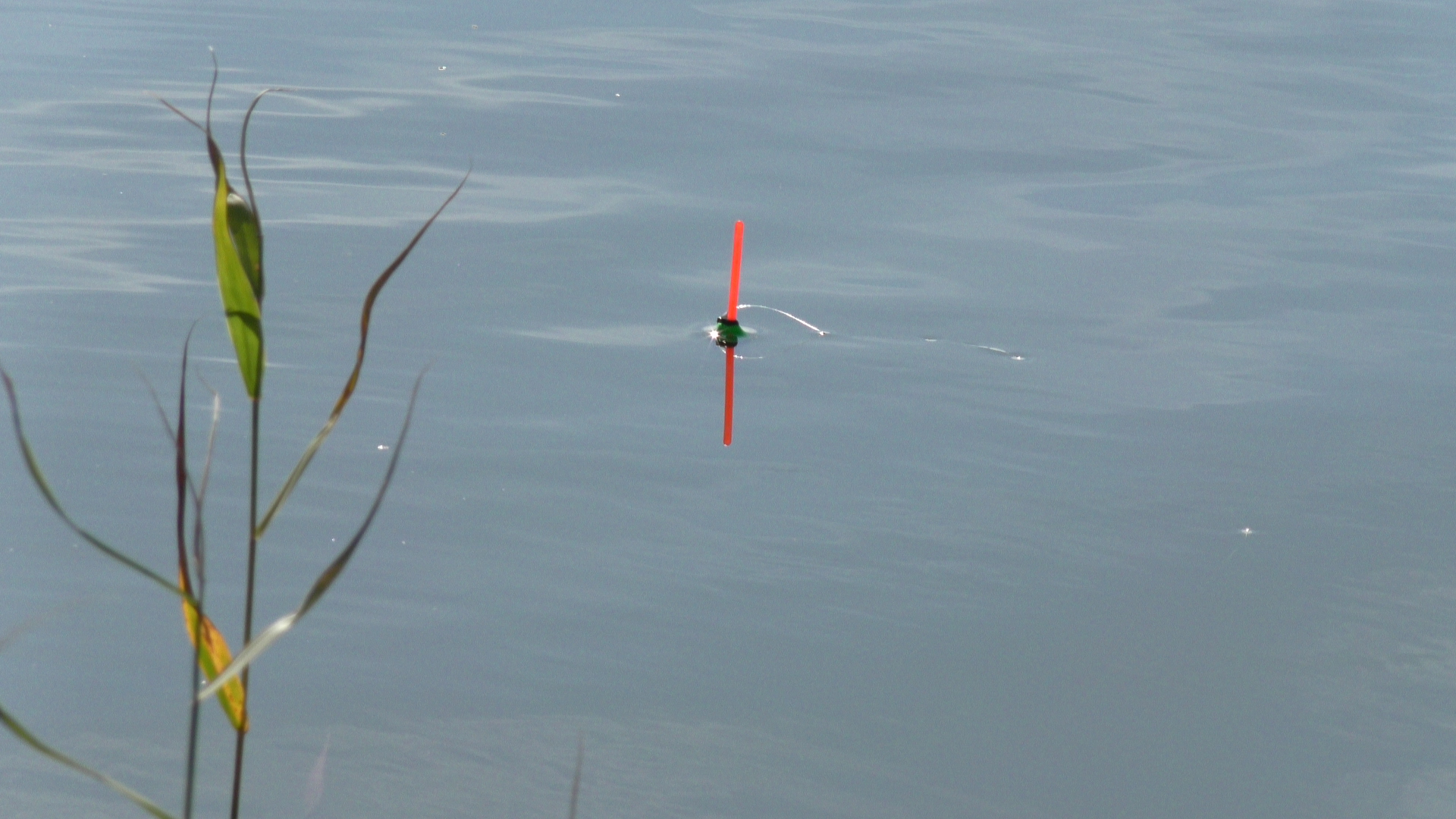 Рыбалка осенью на Поплавок. Ловля Карася на удочку в Камышах смотреть онлайн