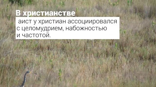 Татуировка Аист — значение символа смотреть онлайн