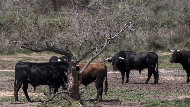 Топ не обычных животных мира Самые красивые животные #мирживотных #животные #звукиживотных