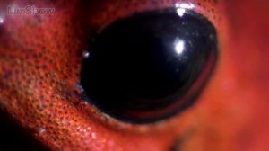 10 Самых Ядовитых Лягушек в Мире