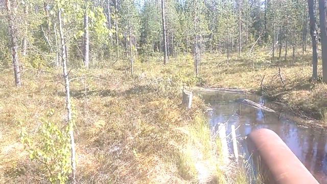 Исток реки Ливо (Костомукшский Городской Округ) - 3 ч. из 3 смотреть онлайн