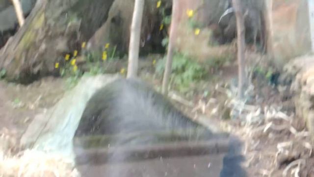 Львинохвостый макак. смотреть онлайн