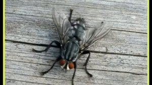 10 интересных фактов о мухах!
