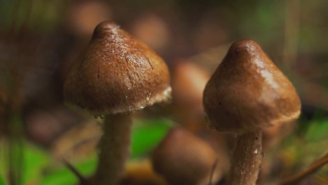 Расслабляющая музыка для сна!Звуки дождя, грома, крепкий, здоровый сон, расслабление, снятие стресс смотреть онлайн