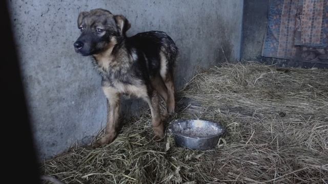 ПРИЮТ, АНГЕЛ ХРАНИТЕЛЬ, ХАБАРОВСК смотреть онлайн