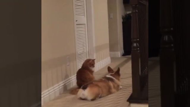 Cat vs Corgi - You Can Not Sit With Me смотреть онлайн