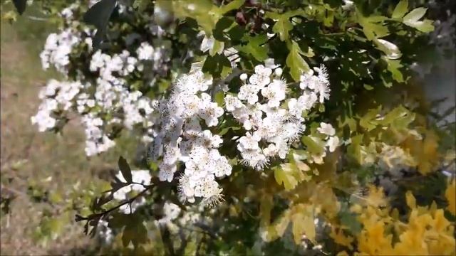 О, Господь, в молитве пред тобой склоняюсь... смотреть онлайн